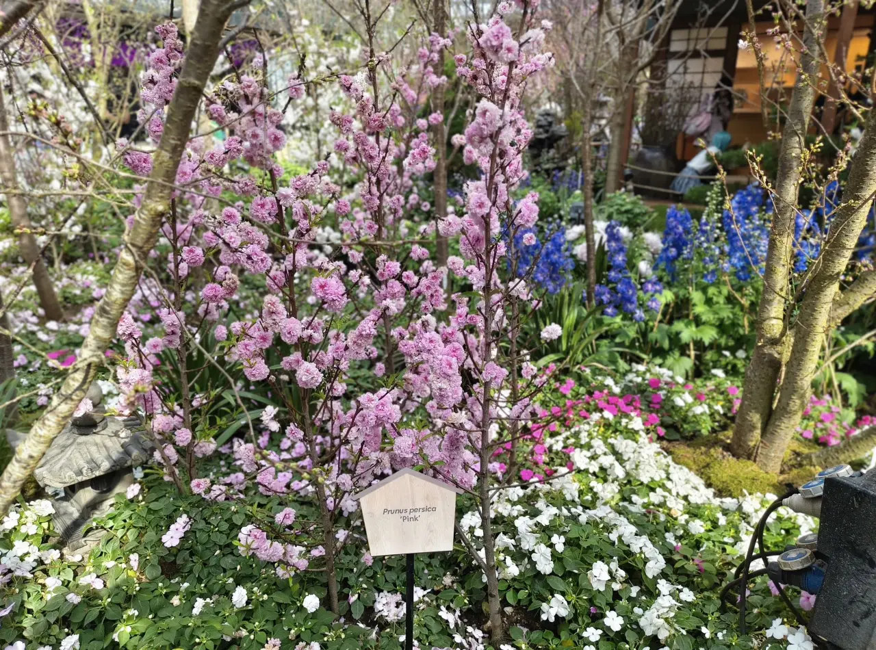 Sakura Floral Extravaganza At Singapore’s Gardens By The Bay 5 2c. Pink blooms