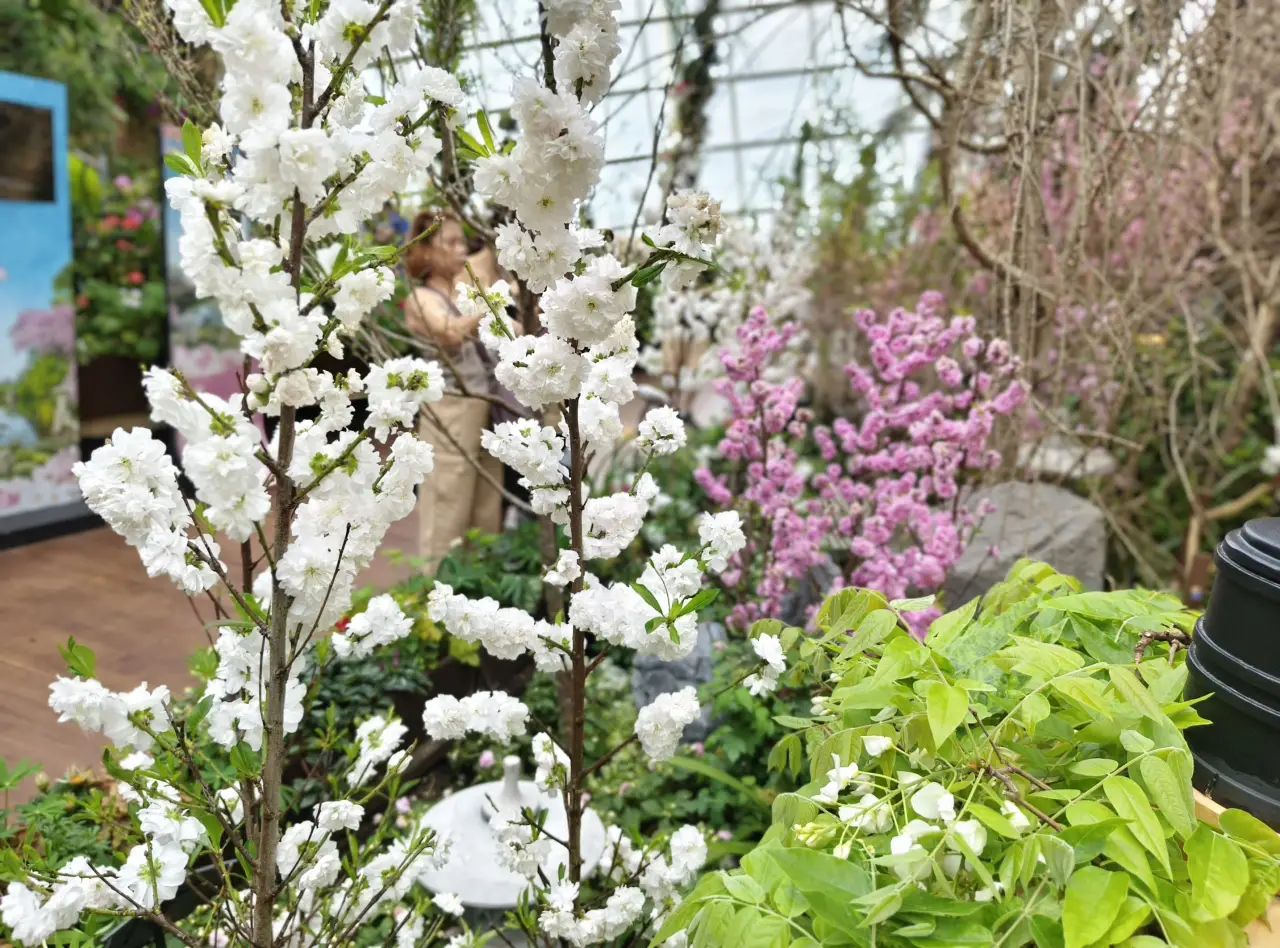 Sakura Floral Extravaganza At Singapore’s Gardens By The Bay 6 2d. White blossoms
