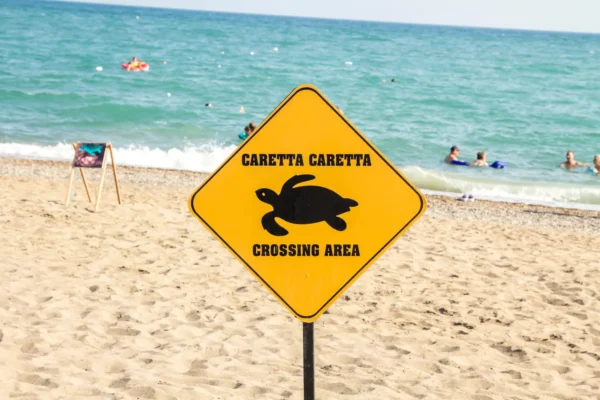 ALT text: Warning sign for Caretta caretta sea turtles on a sandy Antalya beach with swimmers in the background