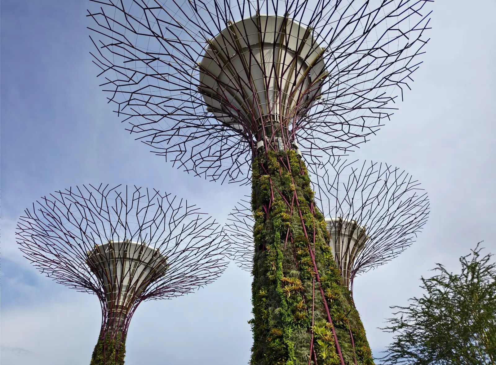 Supertree Grove at Gardens by the Bay, Singapore