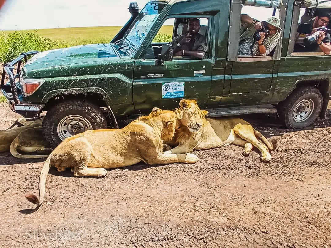 How Kenya Is Winning Both Budget And Luxury Safari Travelers This Year 4 Lions resting beside a safari vehicle in Kenya’s Masai Mara while tourists photograph wildlife during a game drive.