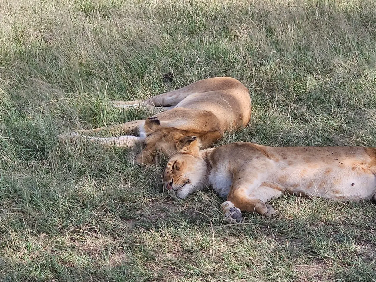 How Kenya Is Winning Both Budget And Luxury Safari Travelers This Year 3 Two lions resting in the grasslands of Kenya’s Masai Mara during a daytime safari drive.