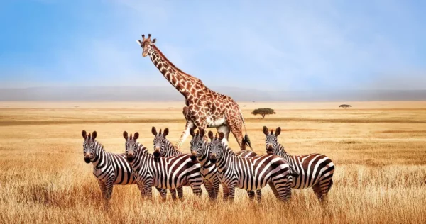 Giraffe and zebras on African savannah plains