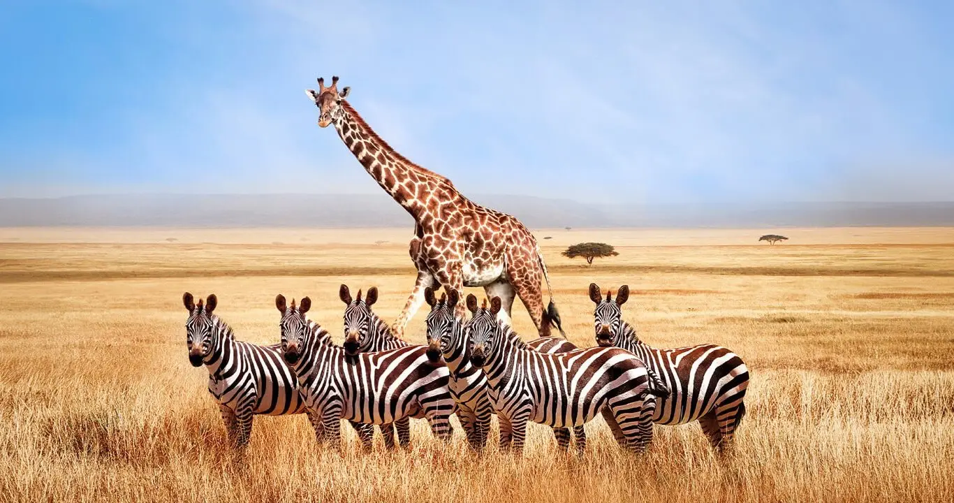 Atlas Adventurer’s Inaugural Season 2028-29 Introduces First-Ever Asia And Africa Expeditions 3 Giraffe and zebras on African savannah plains