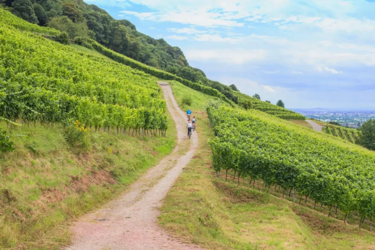 Europe 5 Cyclists riding through vineyard-covered hills along the Baden Wine Route near Schriesheim in southern Germany.
