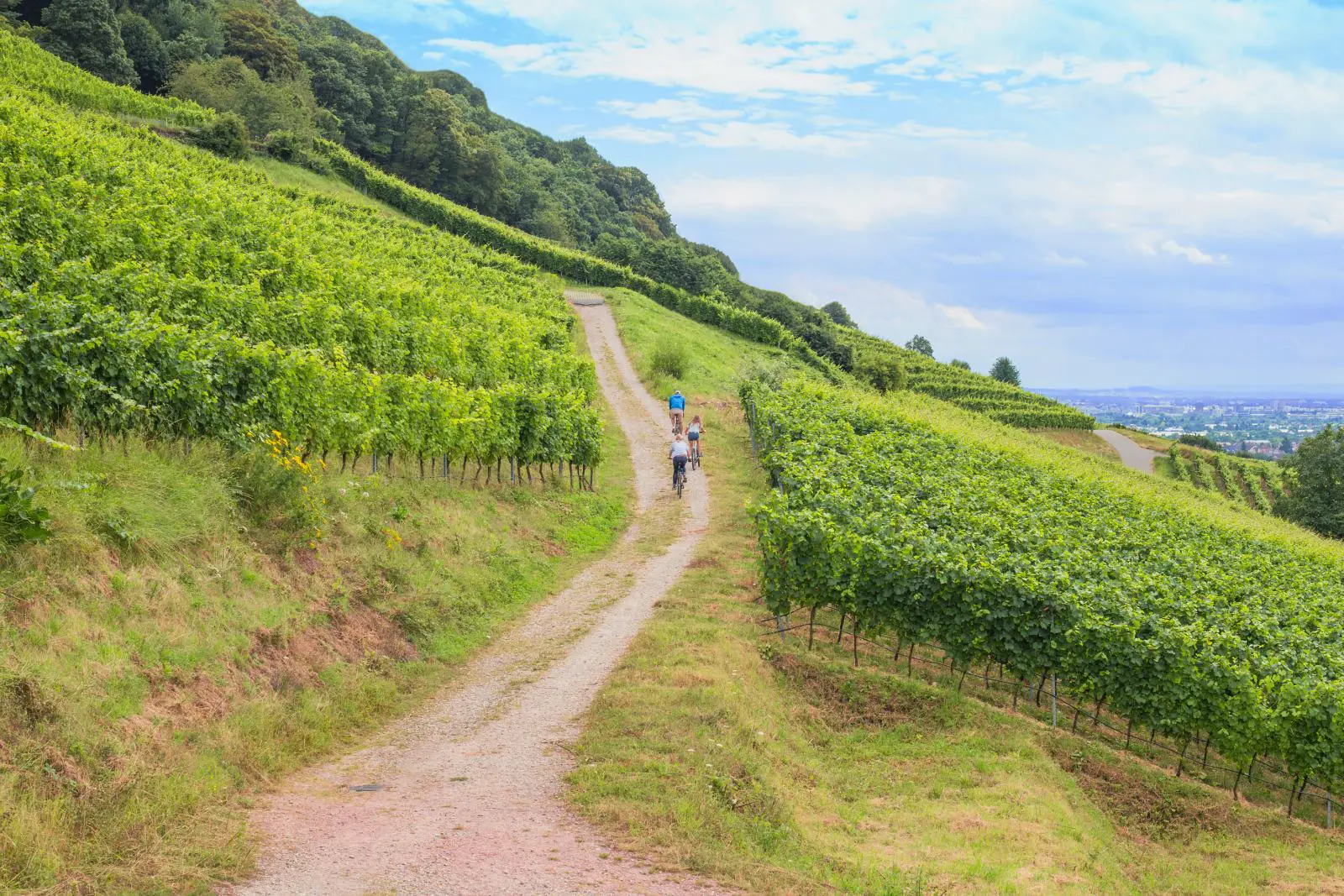 Cyclists riding through vineyard-covered hills along the Baden Wine Route near Schriesheim in southern Germany.