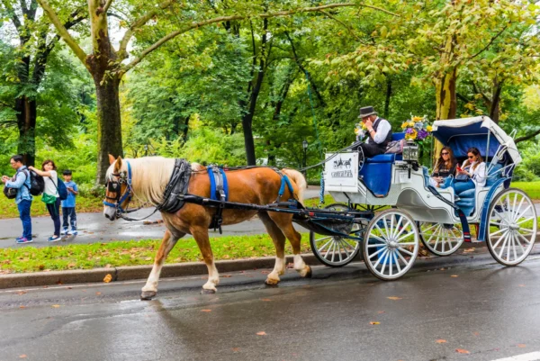 Horse-drawn carriage carrying tourists along a tree-lined road in Central Park, New York City.