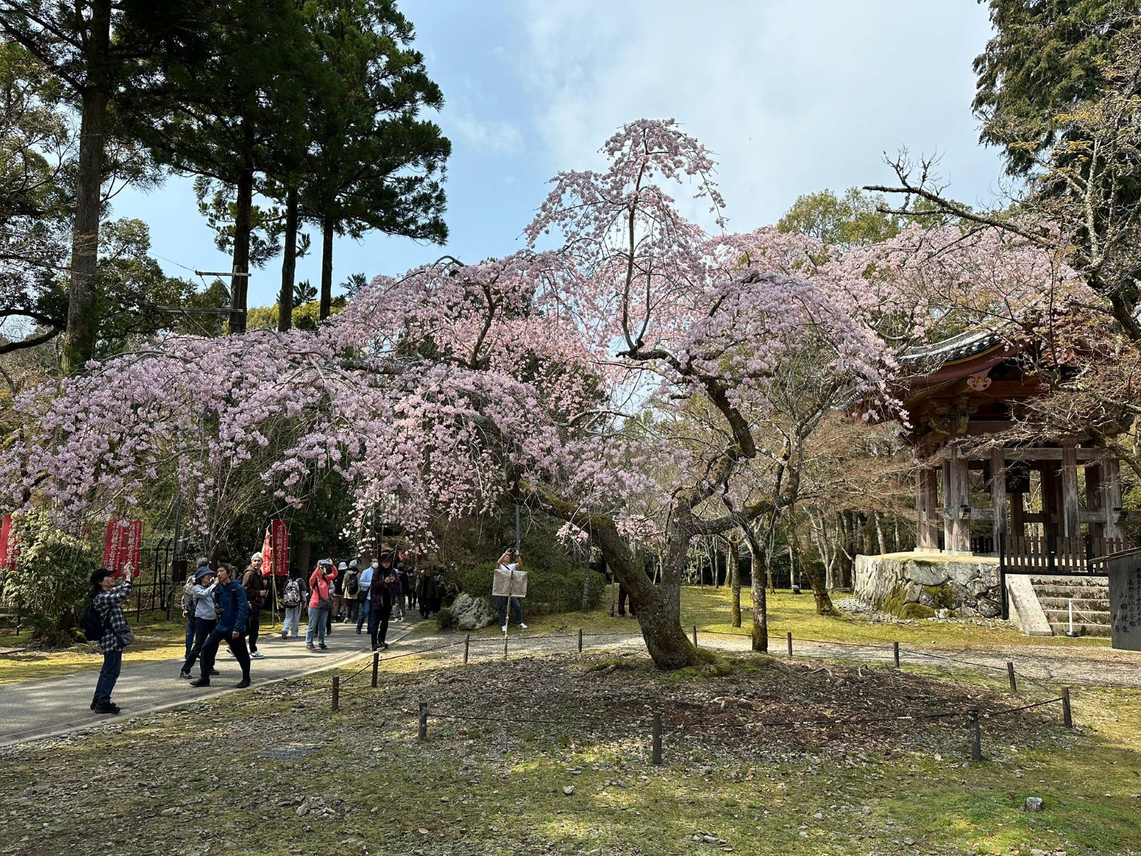 Tokyo’s Shibuya Introduces On-The-Spot Fines For Littering Amid Overtourism 3 Visitors admire blooming cherry blossom trees beside a traditional temple structure