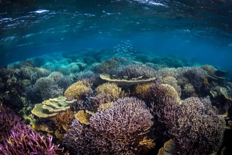 Colorful climate-resilient coral reef with diverse coral formations beneath clear tropical waters in Fiji.