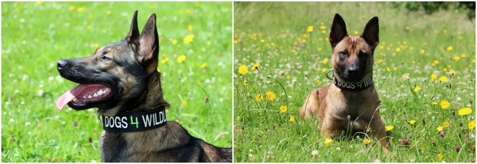 Emirates Skycargo Flies Specialist Dogs To Zimbabwe To Combat Poaching 6 Two Belgian Malinois conservation dogs from Dogs 4 Wildlife resting in a wildflower meadow before deployment to anti-poaching operations in Zimbabwe.