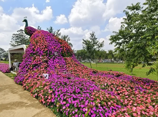 Home 12 Large peacock-shaped floral sculpture covered in pink and purple flowers at Da Lat Flower Garden in Vietnam under a partly cloudy sky.