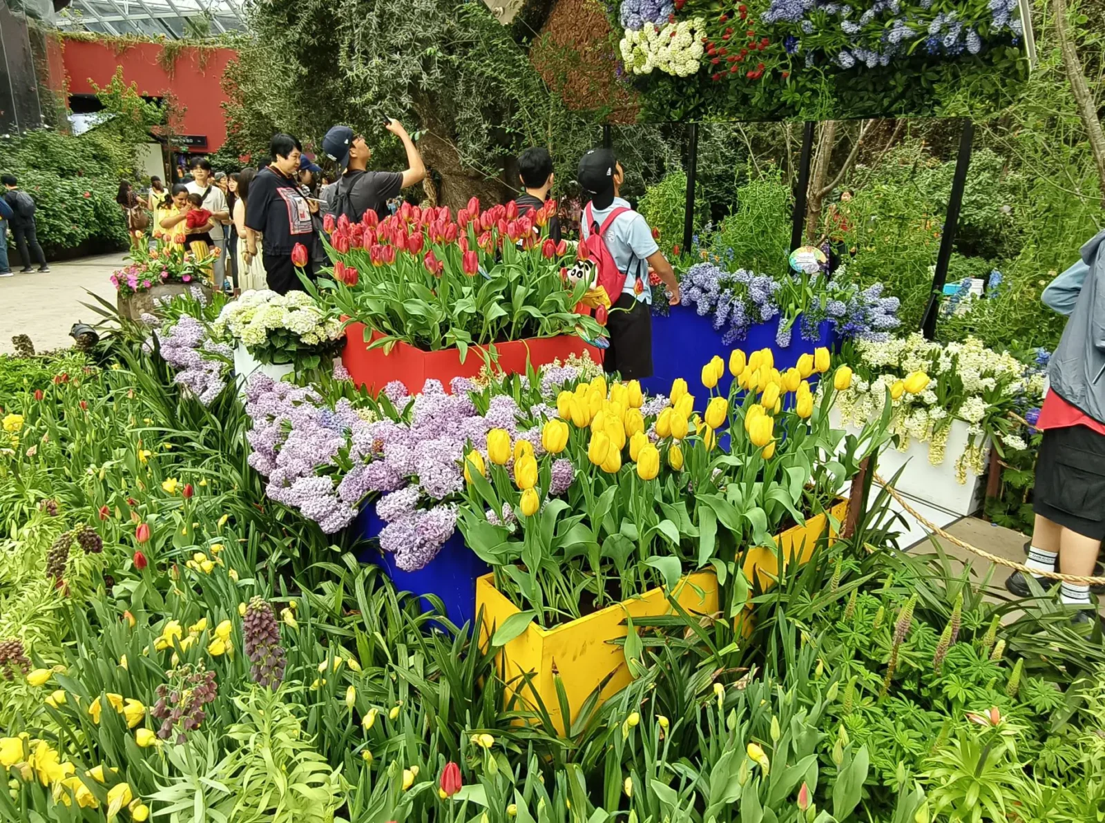 Visitors photograph vibrant spring flower displays inside the Flower Dome at Gardens by the Bay during Tulipmania 2026 in Singapore. The foreground features tiered planters in red, blue and yellow filled with yellow and red tulips, purple hyacinths and white blooms, surrounded by lush greenery. Additional floral arrangements including hydrangeas and hanging wisteria are visible in the background.