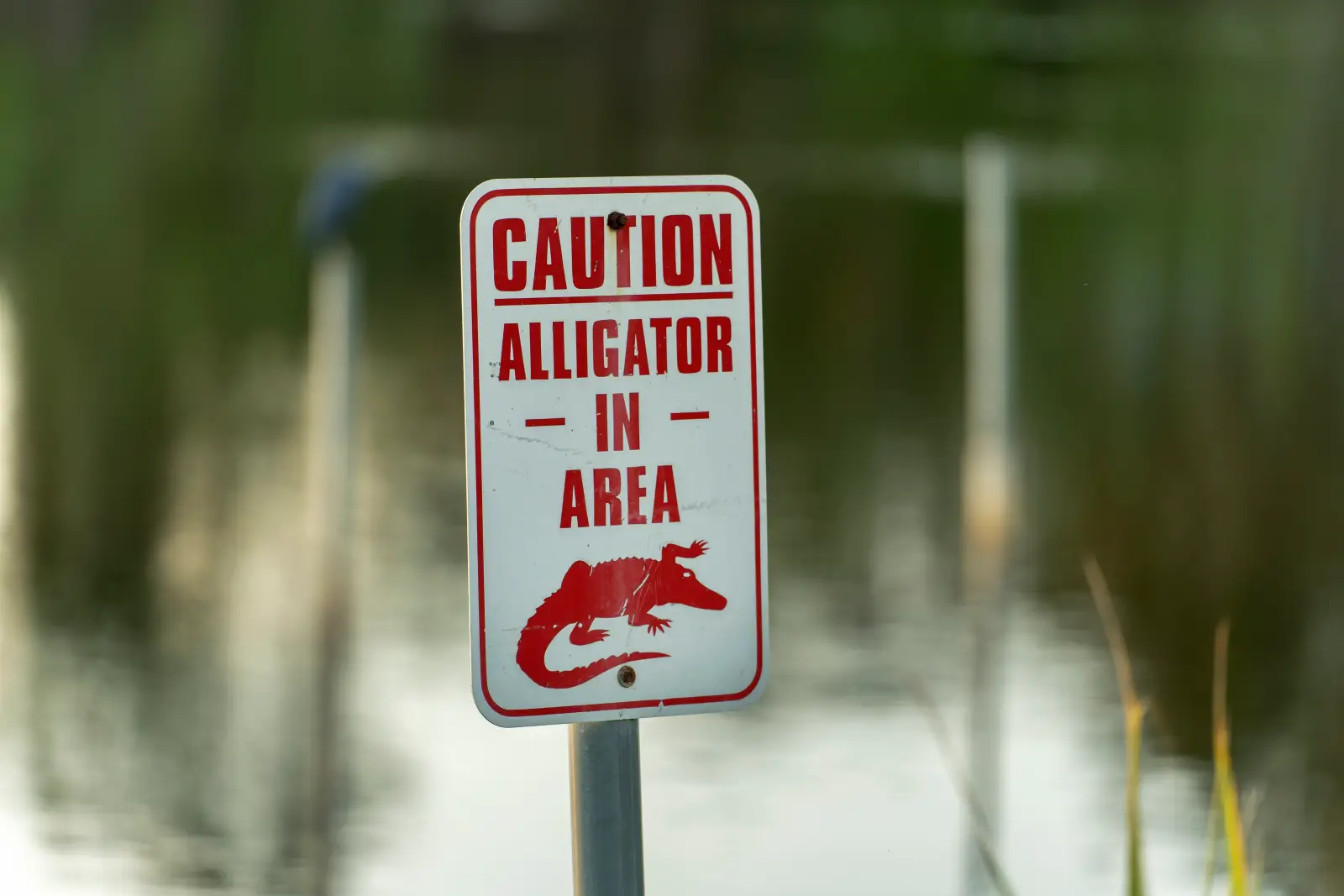Warning sign reading "Caution Alligator in Area" beside a freshwater waterway in Florida.